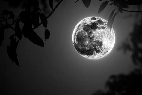 Full Moon Madness Westmoreland Sanctuary
