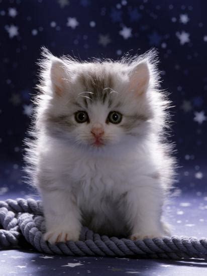 Common way to see white on a cat is in a bicolor pattern—patches of white with another color. 'Domestic Cat, 7-Week Fluffy Silver and White Kitten ...