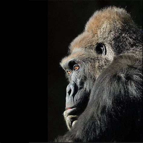 Richard Laeton Divinely Inspired Animals Gorilla Richard