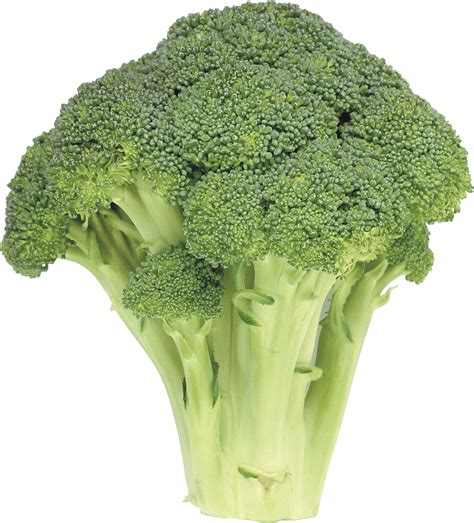Download Broccoli Png Image Hq Png Image Freepngimg