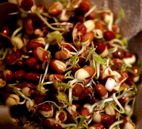 Adzuki Beans Sprouting Seeds 50 Grams Sweet And Nutty Hirts Gardens