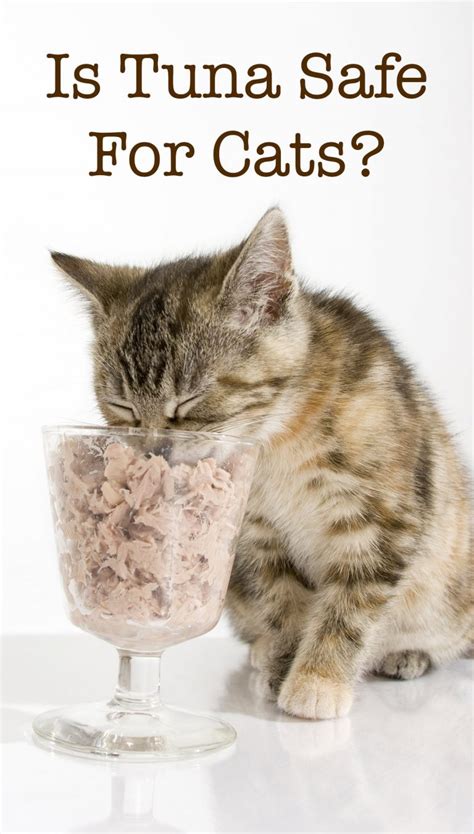 Can Cats Eat Tuna Canned Raw Or As A Main Part Of Their Diet