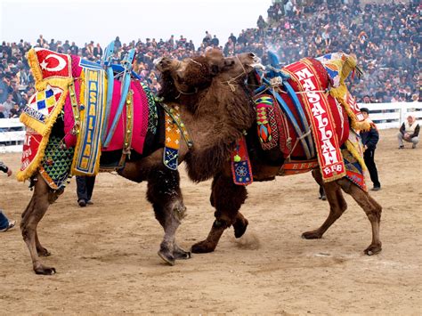 Do The Participants Of Turkeys Annual Camel Wrestling Festival Enjoy