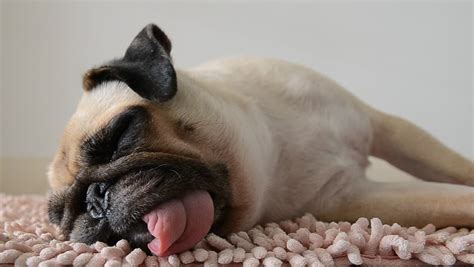 The Position Your Pug Sleeps Tells You A Lot About Them Here Are 7