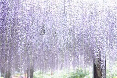 Breathtaking Wisteria Pictures That Are Straight From A Fairy Tale