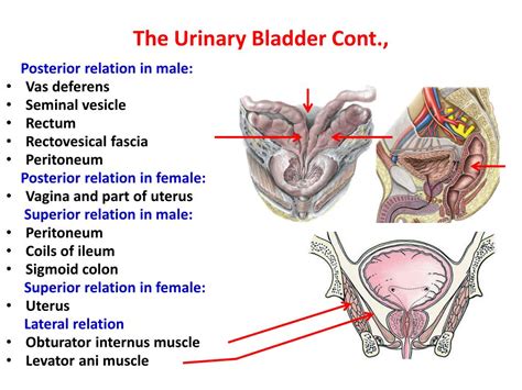 Ppt Anatomy Of He Urinary System Powerpoint Presentation
