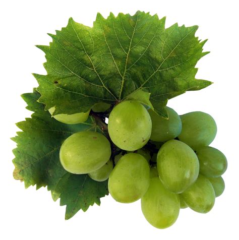 Green Grapes Png Image Purepng Free Transparent Cc0 Png Image Library