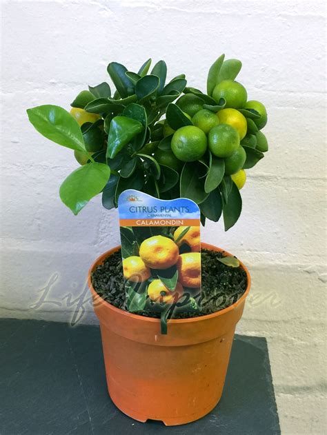 1x Dwarf Calamondin Citrus Orange Fruit Tree Treillis Trained Indoor