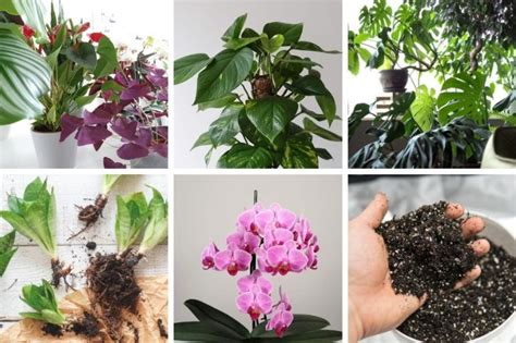 How To Grow Plants Indoors Houseplant Care 101 Smart Garden Guide