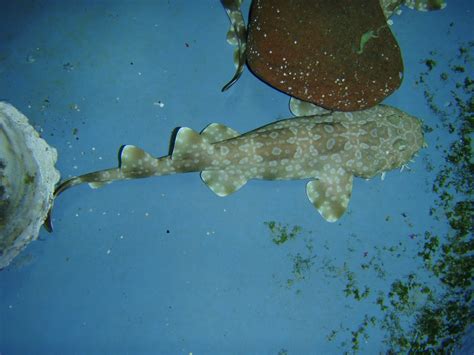 Aquatichyk Spotted Wobbegong Orectolobus Maculatus