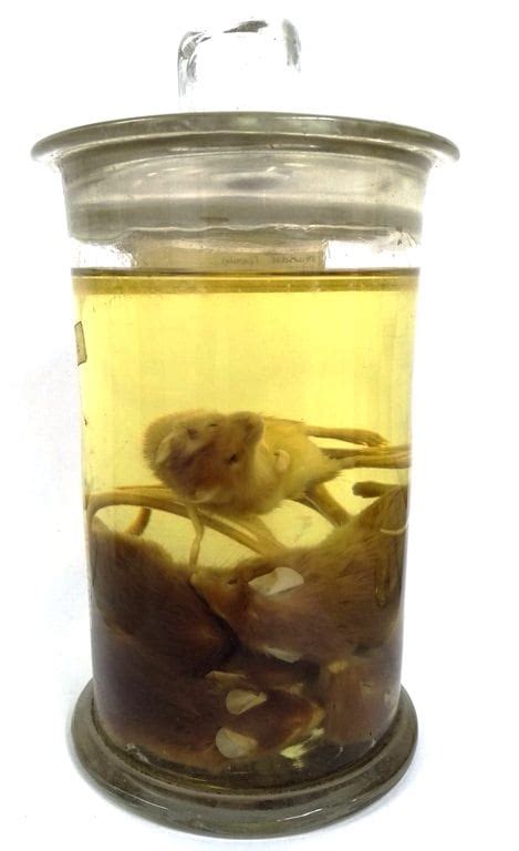 Specimen Of The Week 339 The St Kilda Mice Ucl Ucl Culture Blog