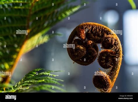 The Frond Of A Tree Fern Grown Indoors Unfurling Stock Photo Alamy