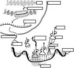 Transcription uses a strand of dna as a template to build a molecule called rna. Coloring worksheet that explains transcription and ...