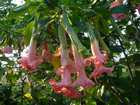 Pink Perfektion Brugmansia Plant Angel Trumpet Nursery Llc