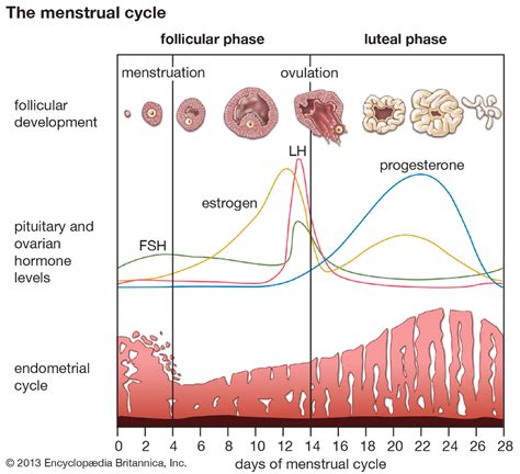 menstruation britannica menstrual cycle menstruation reproductive system