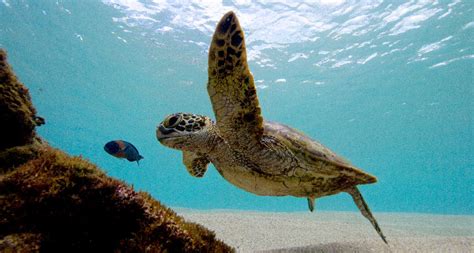 Endangered Green Sea Turtles May Be On The Rise In The Us Pacific