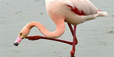 Why Do Flamingos Stand On One Leg My Flamingo Shop