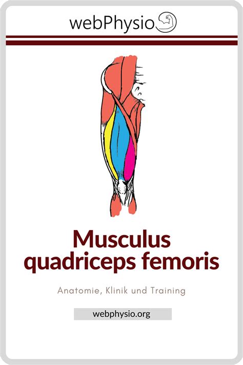 Musculus Quadriceps Femoris Anatomie Klinik Und Training Quadriceps