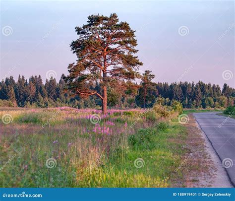 A Young Pine Tree In A Field Overgrown With Ivan Tea All In The Rays