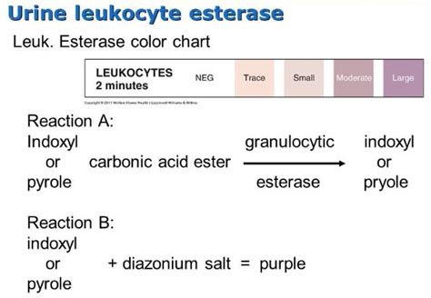 Leukocyte Esterase Urine What Is Clinical Significance