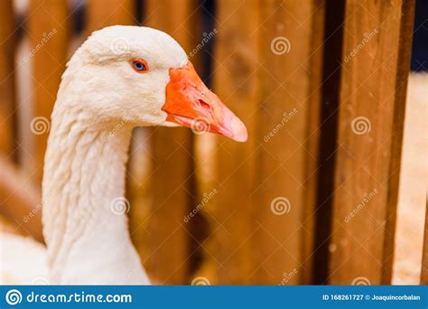 Head And Long Neck Of Geese Near The Fence Of A Farm Stock Image