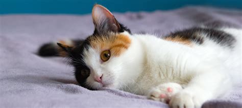 calico cats blog paws pet insurance
