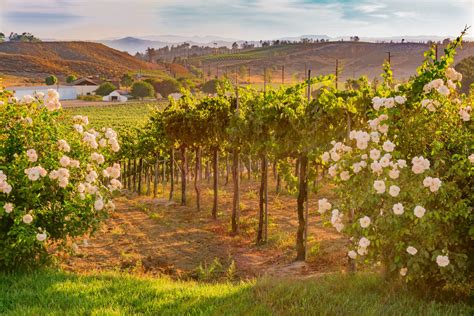 The 8 Best Temecula Wine Tours Of 2020