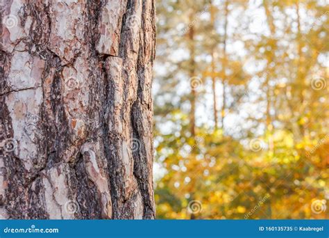 Piece Of Pine Tree Trunk On A Background Of Blurred Yellow Autumn