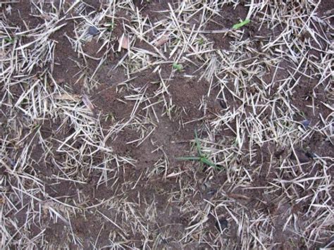 Earthworms Thousands Of Casting Mounds Walter Reeves The Georgia