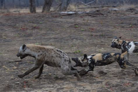 People Often Confuse Hyenas With African Wild Dogs And Vice Versa