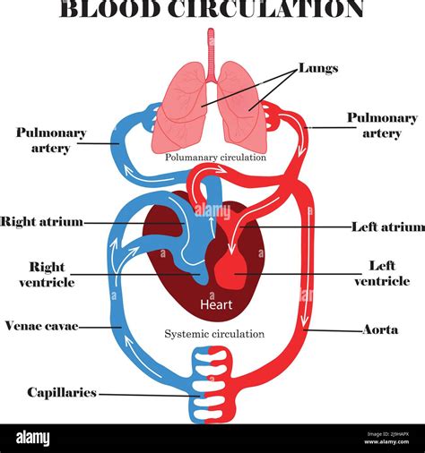 Système de circulation sanguine Anatomie et digramme de la circulation sanguine humaine coeur et
