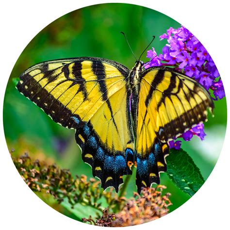 Plant A Butterfly Garden Kidsgardening