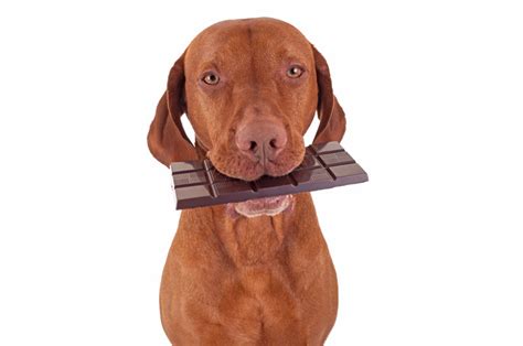 Easter Precautions The Dangers Of Dogs Eating Chocolate K9 Active