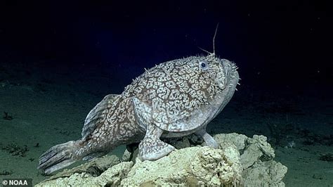 Mysterious Walking Fish Observed By Scientists 3000 Feet Below The