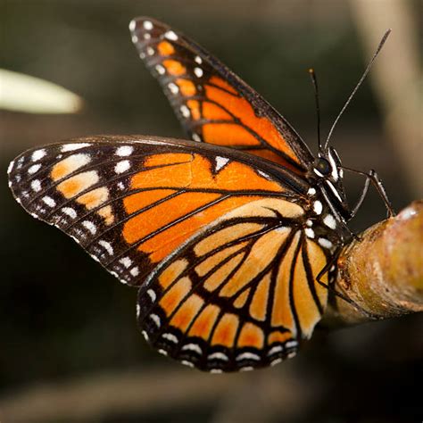 Best Monarch Butterfly Wing Stock Photos Pictures And Royalty Free