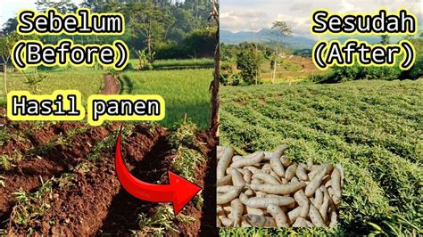 Penanaman Ubi Jalar Cilembu Planting Sweet Potato Cilembu Youtube