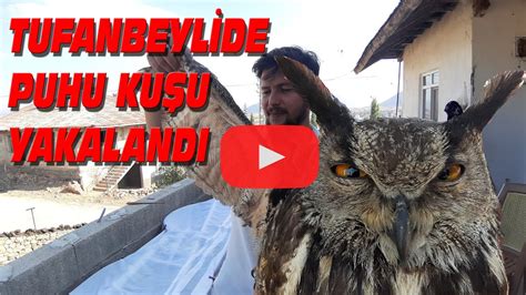 Tufanbeyli de Puhu Kuşu Bulundu Av Korumaya Teslim Edildi YouTube