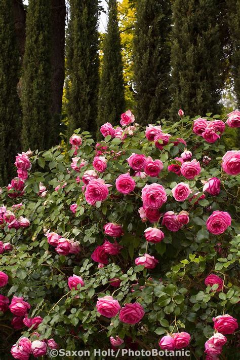 Star Roses Pretty In Pink Eden Rose Flower Wallpaper Pink Garden