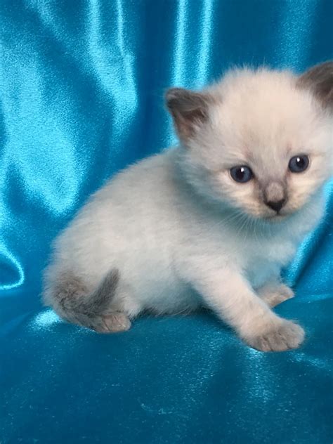 White Kittens For Adoption Useful Tips To Buy Adorable White Kittens