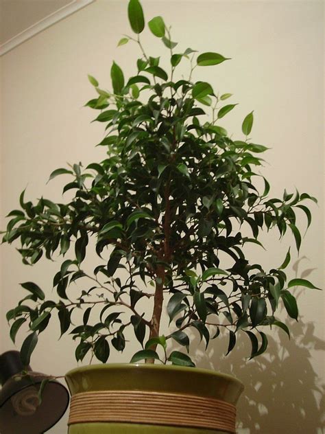 How To Grow A Ficus Tree Weeping Fig As A Houseplant Ficus Tree Indoor Indoor Fig Trees