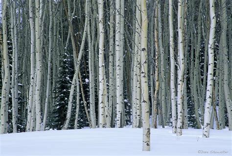 Winter Aspen Boles Dave Showalter Nature Photography