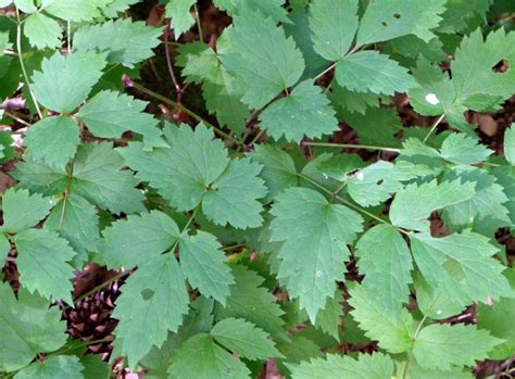 Baneberry Actaea Spp Wisconsin Horticulture