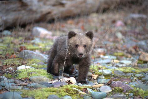 Bear Cub 730728 Care Bear Cubs