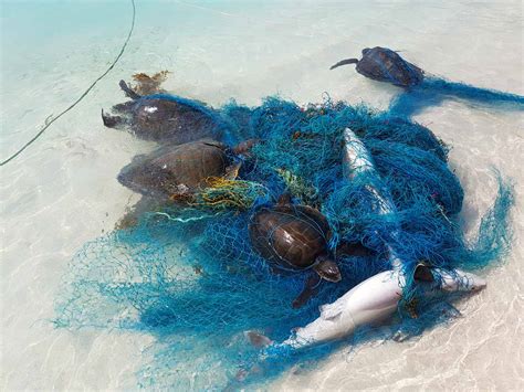 Removing Ghost Gear From The Ocean Olive Ridley Project