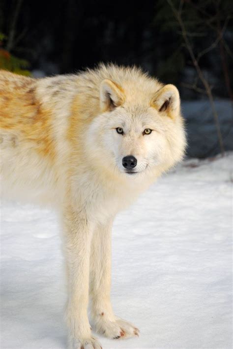 Walking With Wolves In Golden Bc Wolf Beautiful Wolves Wolf Pictures