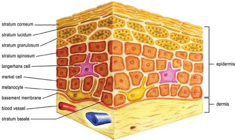 Normal Skin Structure Showing Layers Of Dermis And Epidermis