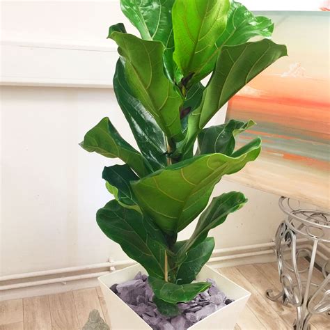 Large Fiddle Leaf Fig Indoor Tree House Plant In Pot Rare Evergreen