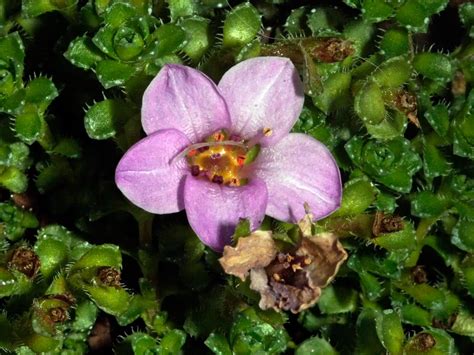 Purple Saxifrage Saxifraga Oppositifolia Flowers Naturegate