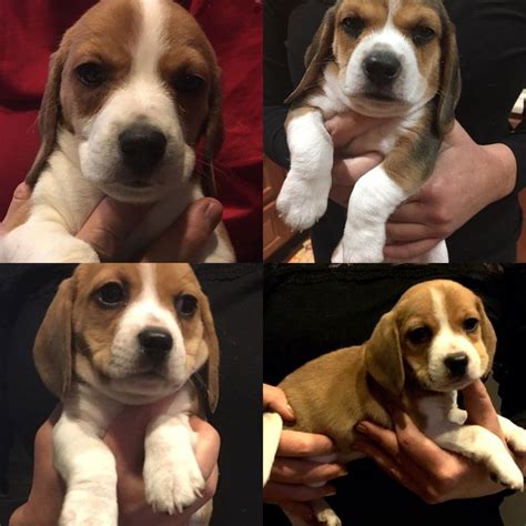 Beagles are very active and seem to be always ready for a walk or game. Pocket Beagle Puppies for Sale www.pocketbeaglepuppies.org ...