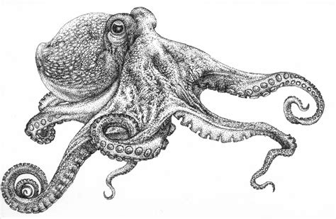 Octopus Drawing Octopus Tattoo Design Octopus Tattoos Octopus Art